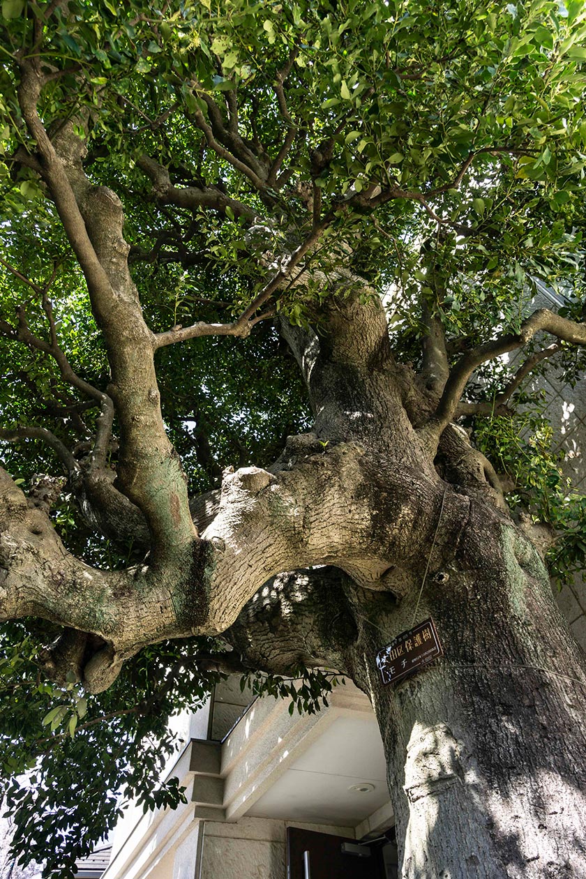 大樹と暮らす家［東京都大田区］｜ 完全オーダーメイドのデザイナーズ高級注文住宅 ｜ 株式会社ハウゼ